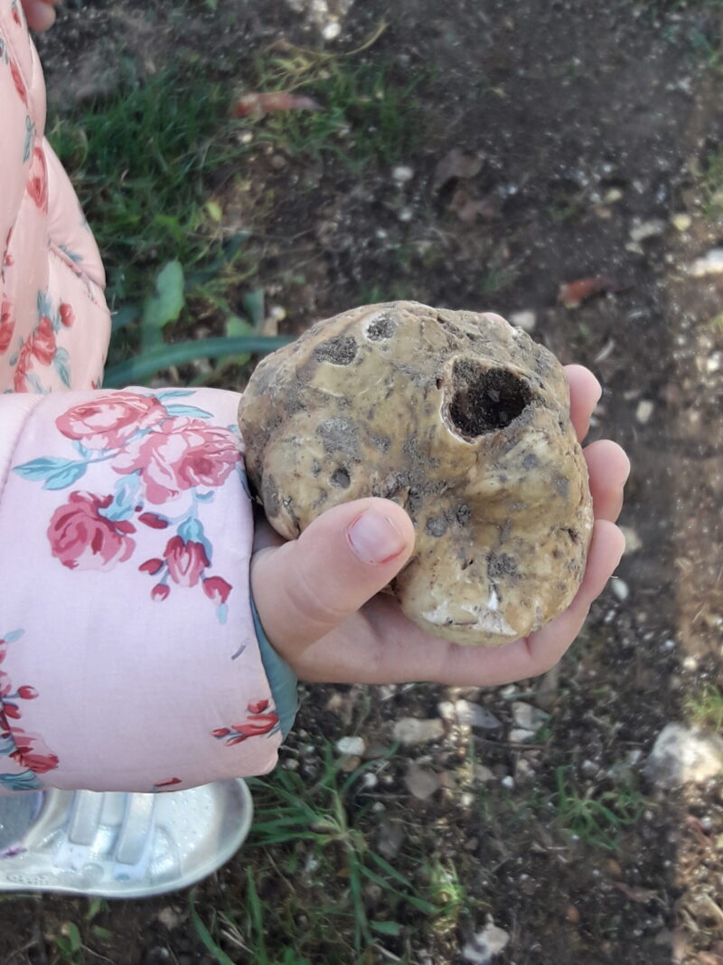 FRESCO: TARTUFO BIANCO - immagine 3