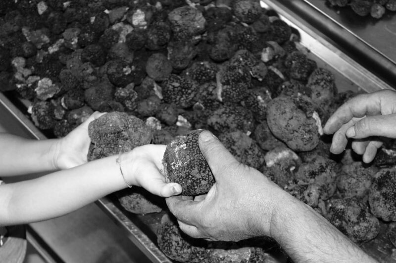 Tartufo Estivo (Tuber Aestivum Vittadini) - immagine 2