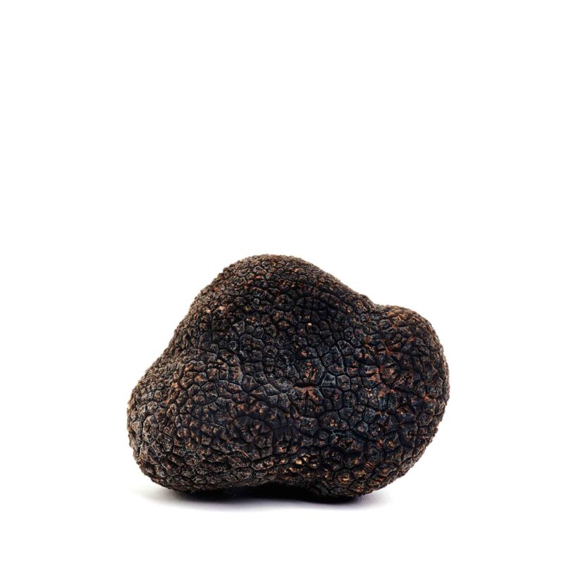Tartufo Nero Pregiato (Tuber Melanosporum Vitt.)