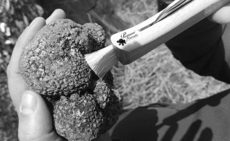 Fresco Tartufo Uncinato